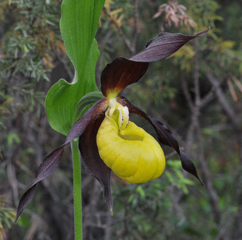 Cypripedium calceolus. Close-up side.
