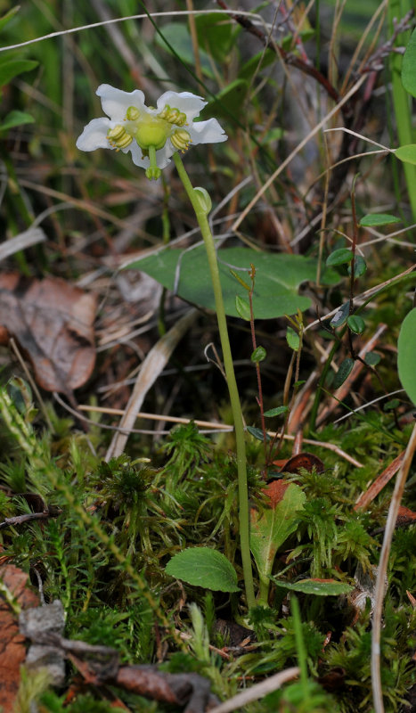 Moneses uniflora