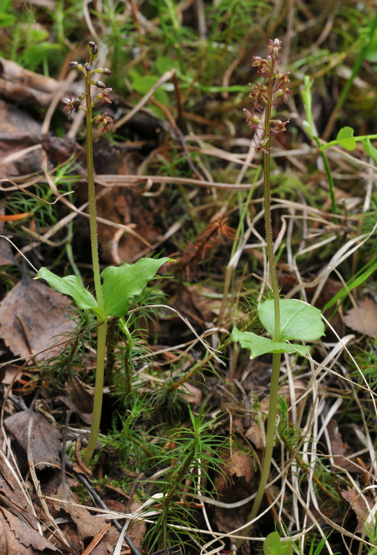 Neottia cordata