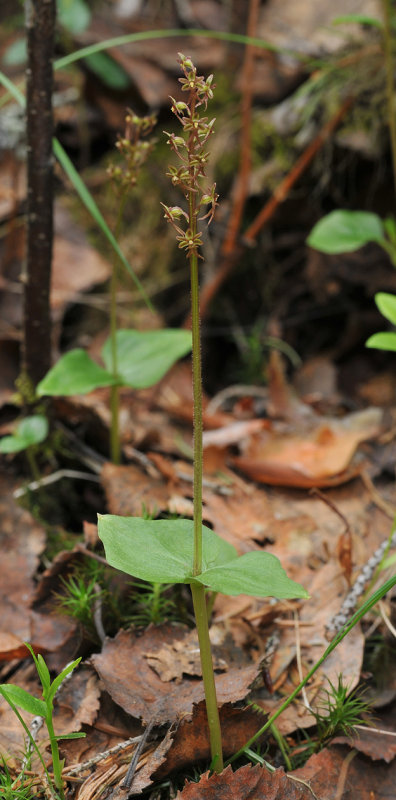 Neottia cordata