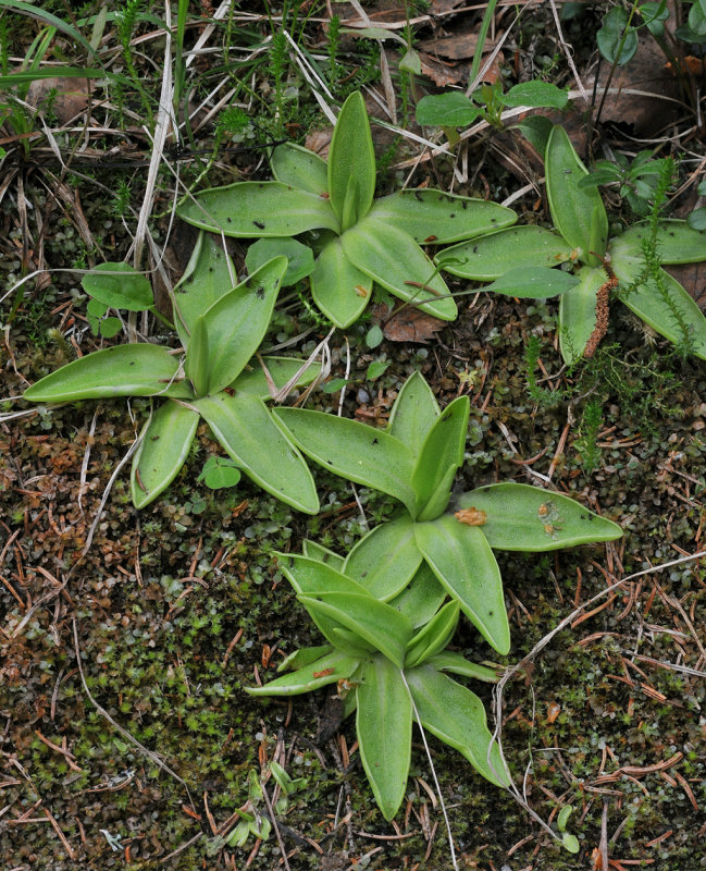 Pinguicula vulgaris