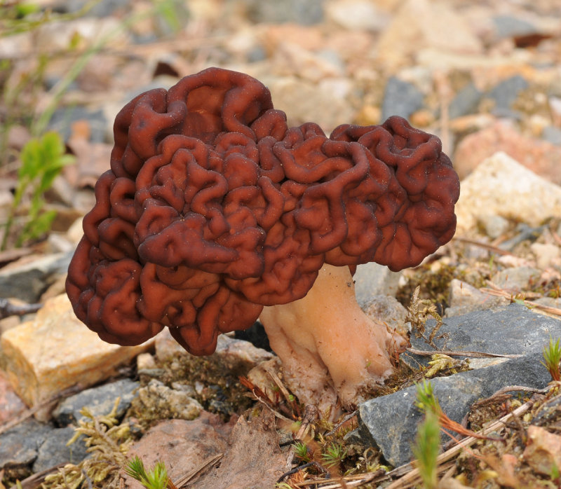 Gyromitra esculenta