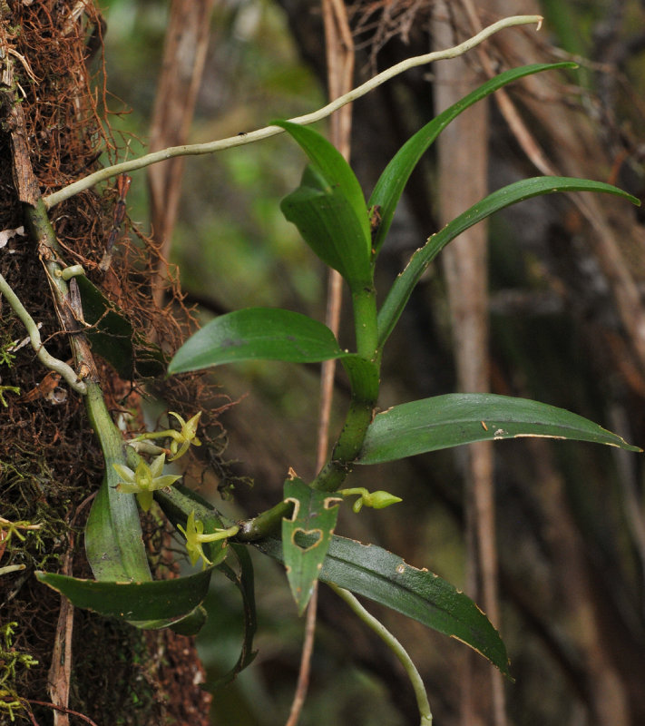 Angraecum floribundum