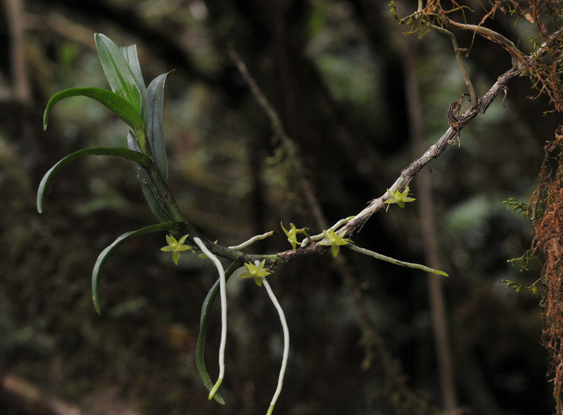 Angraecum floribundum