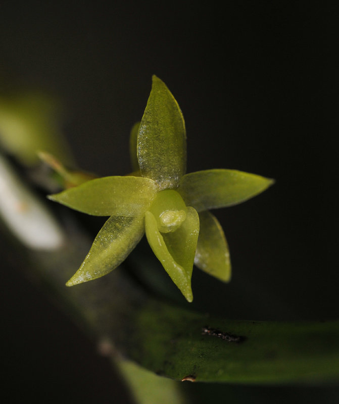 Angraecum floribundum. Close-up.