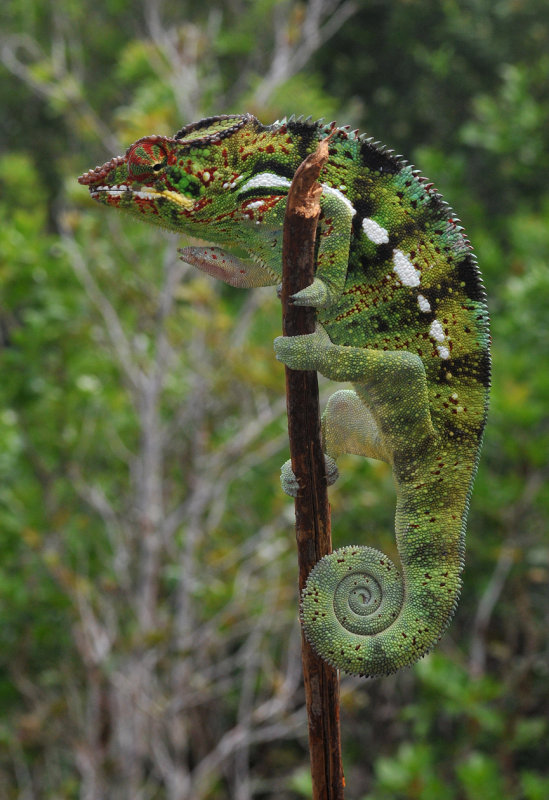 Chameleo pardalis