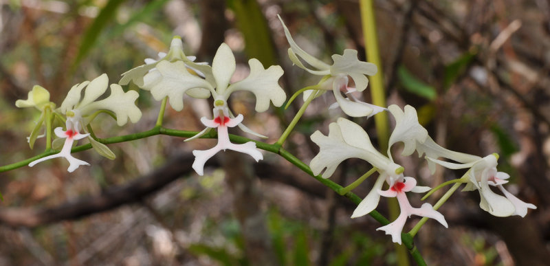 Cryptopus elatus. Red spots. Closer.