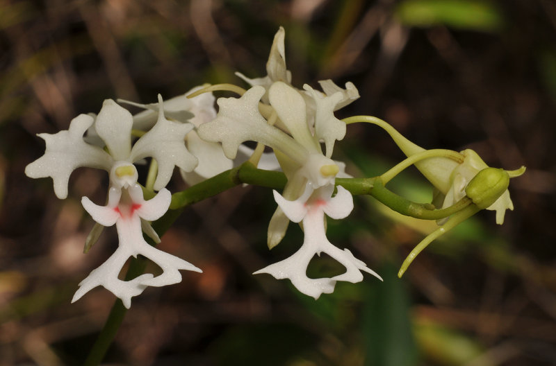 Cryptopus elatus. Red spots. Closer.