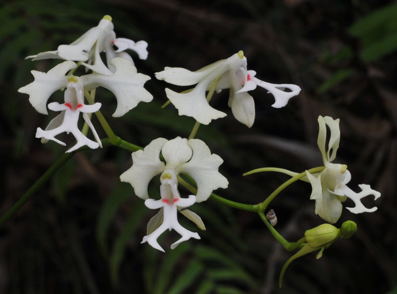 Cryptopus elatus. Red spots. Closer.