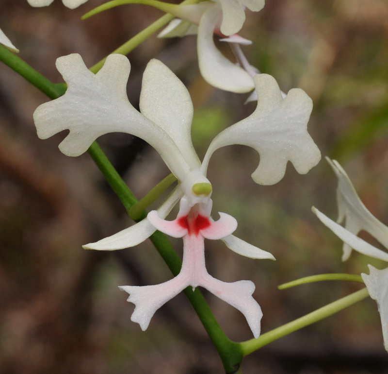 Cryptopus elatus. Red spots. Close-up.