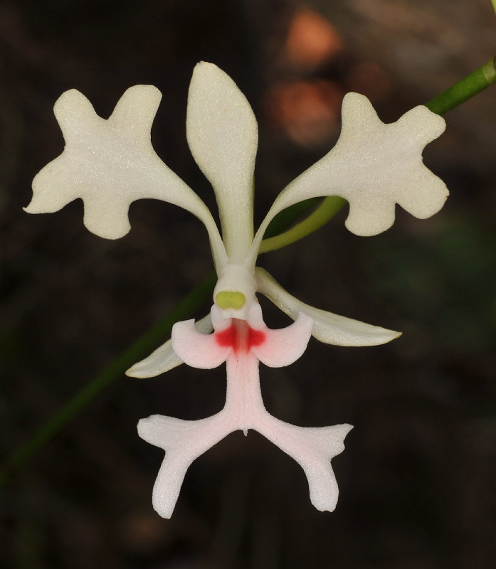 Cryptopus elatus. Red spots. Close-up.