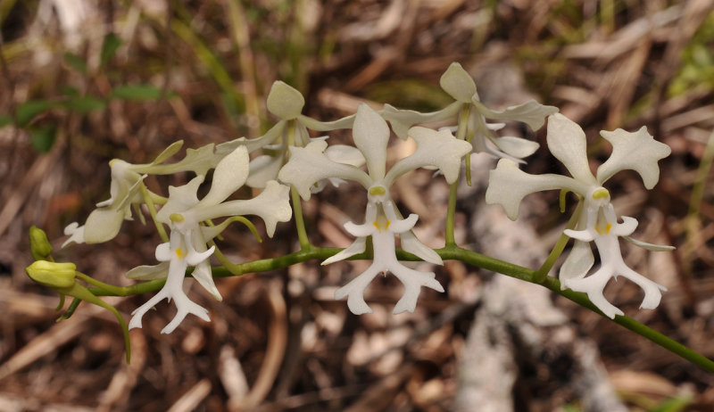 Cryptopus elatus. Yellow spots. Closer.