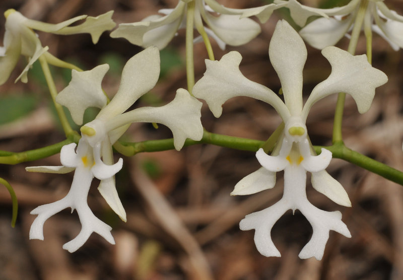 Cryptopus elatus. Yellow spots. Close-up.