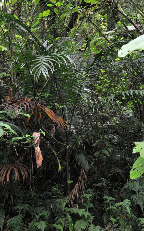 Acanthophoenix rubra