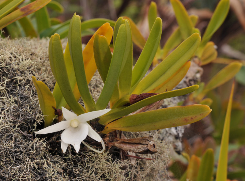Angraecum borbonicum
