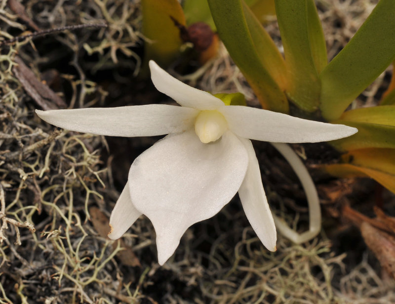 Angraecum borbonicum. Close-up.