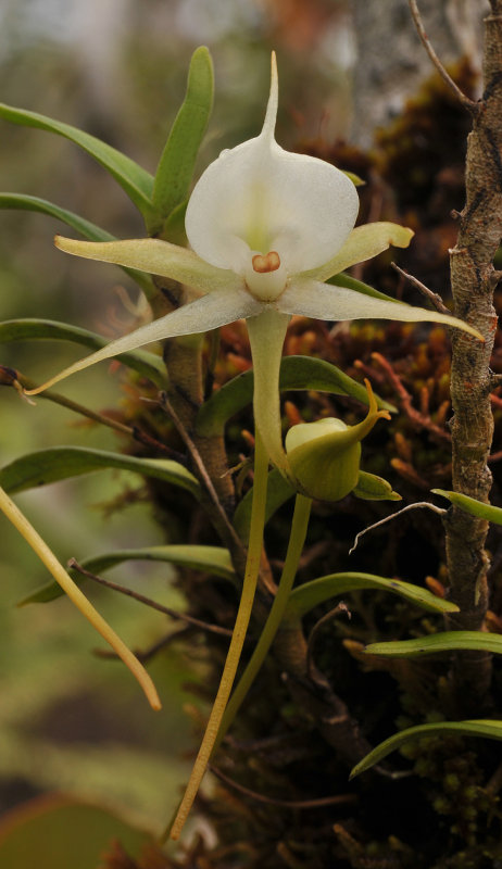 Angraecum expansum. Close-up.