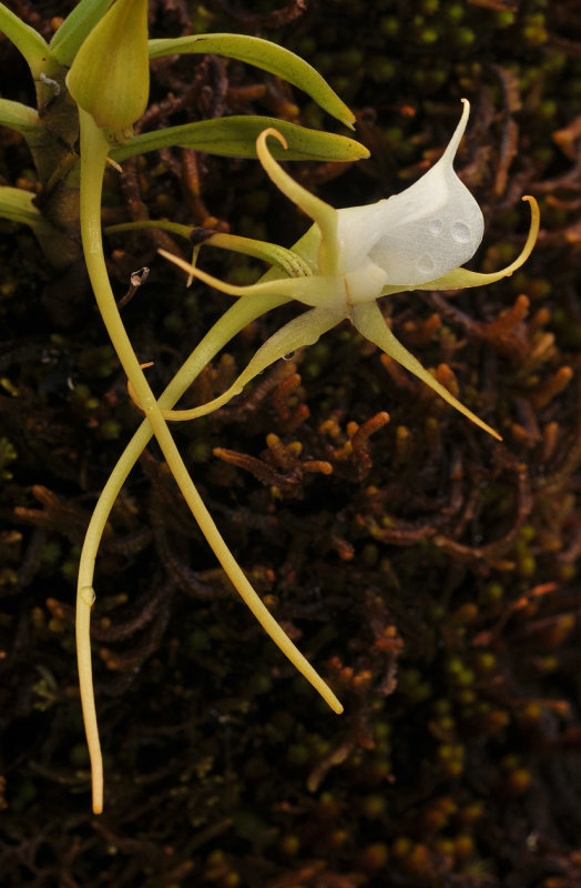 Angraecum expansum. Close-up.side.