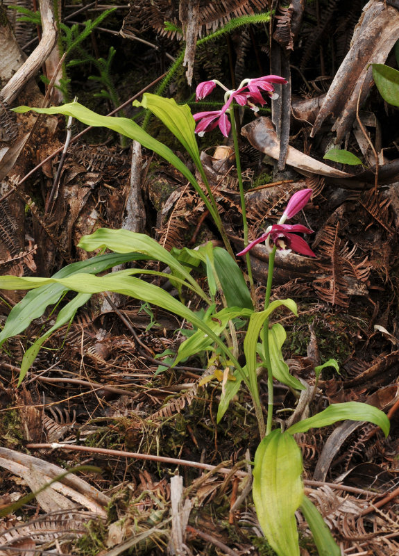 Phaius pulchellus