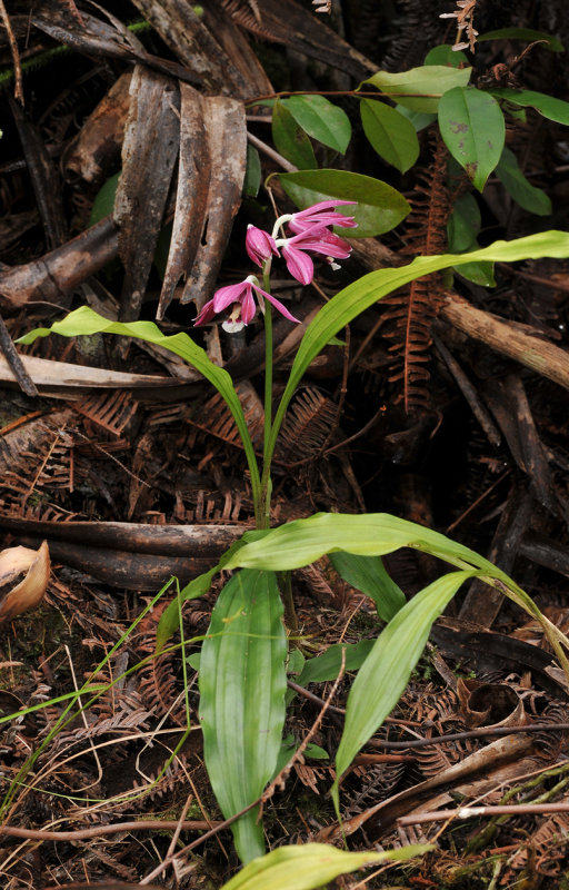 Phaius pulchellus