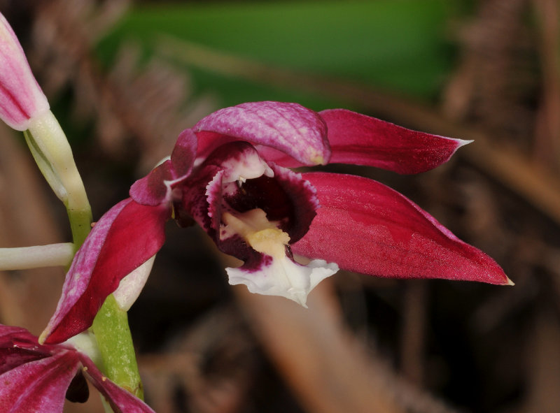 Phaius pulchellus. Close-up.