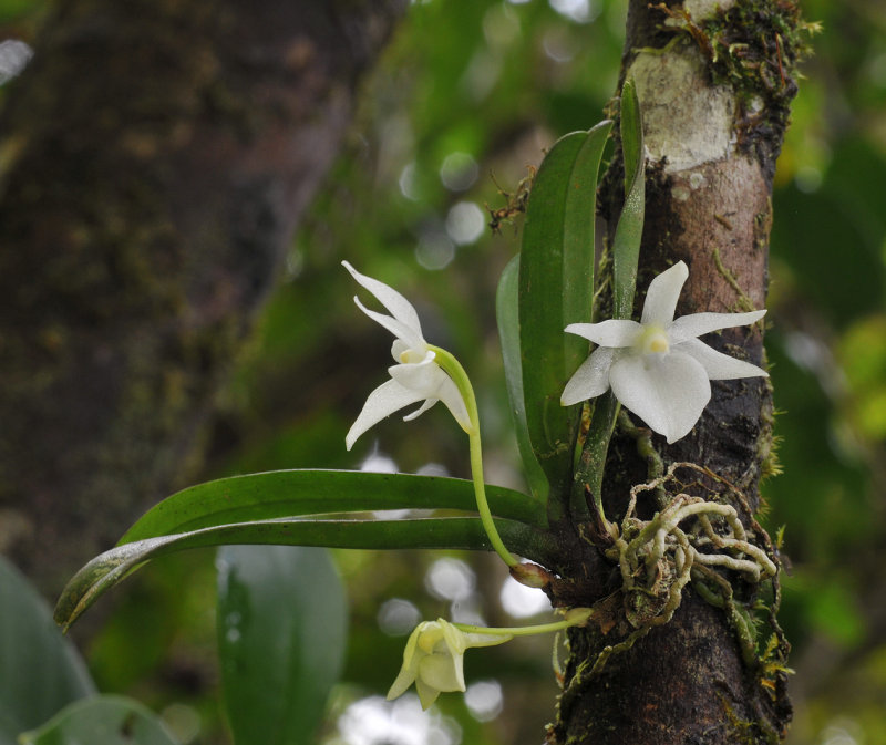 Angraecum cuculatum