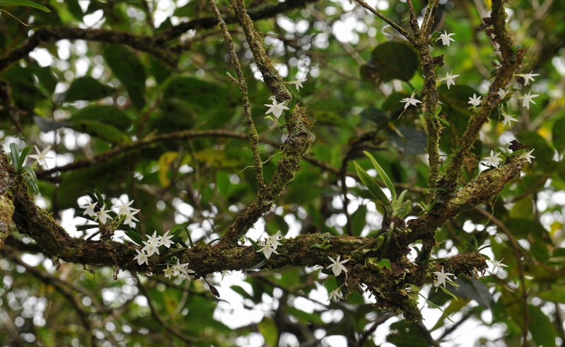 Angraecum cuculatum