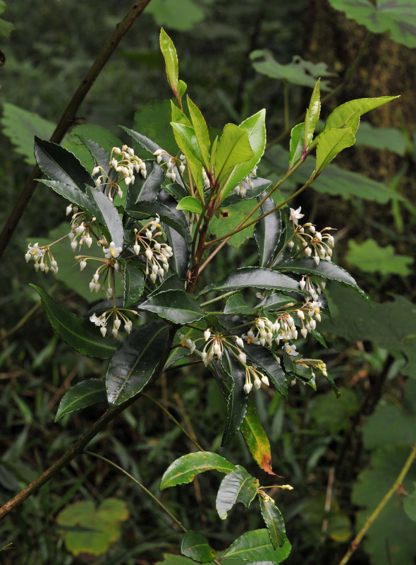 Ardisia crenata