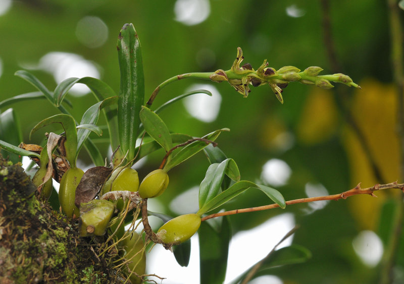 Bulbophyllum clavatum
