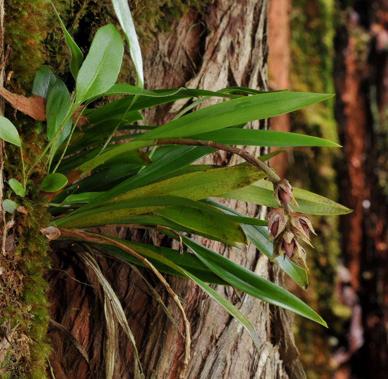 Bulbophyllum variegatum