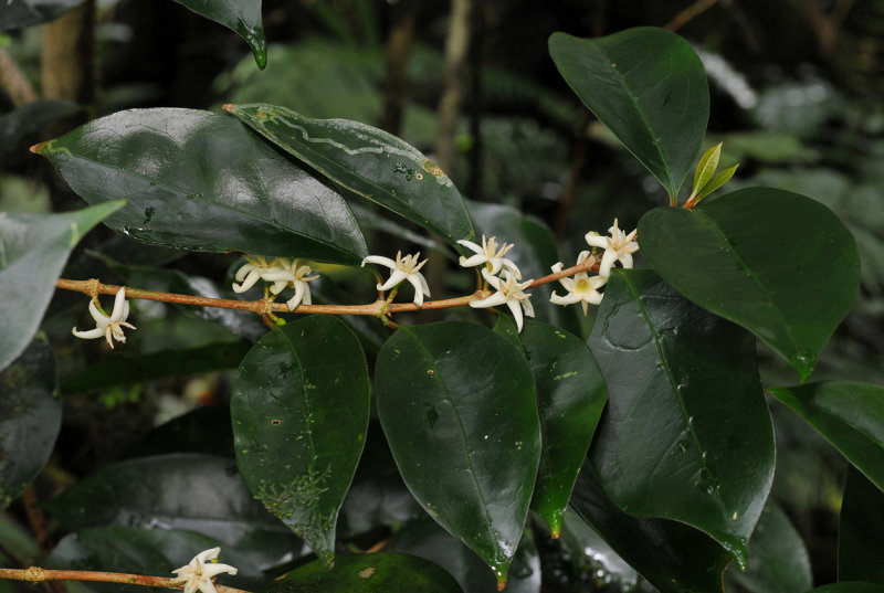 Coffea mauritiana. Closer.