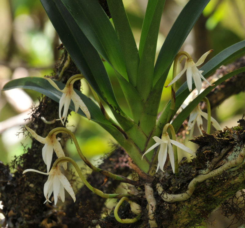 Jumellea triquetra. Closer.