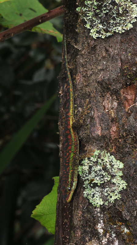 Phelsuma borbonica
