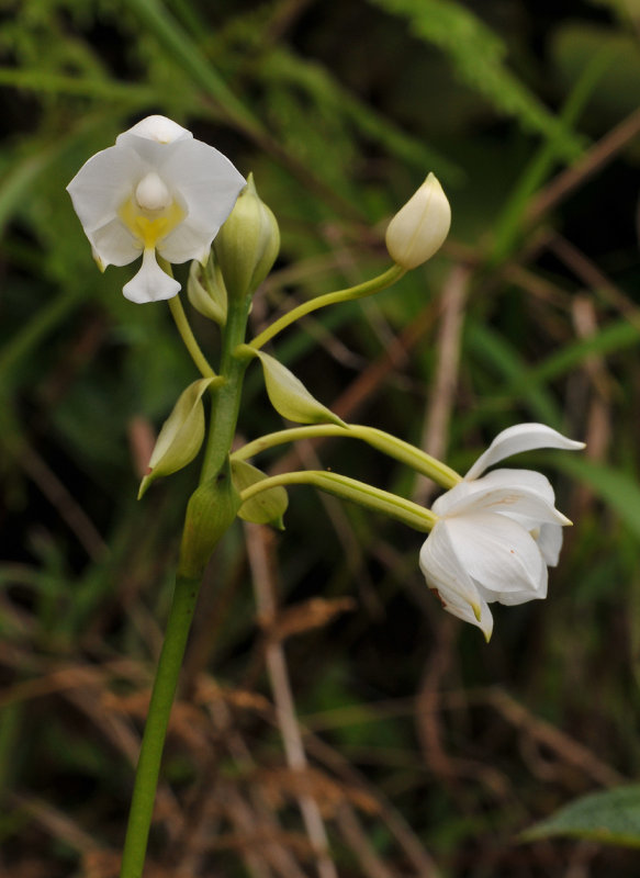 Spathoglottis plicata