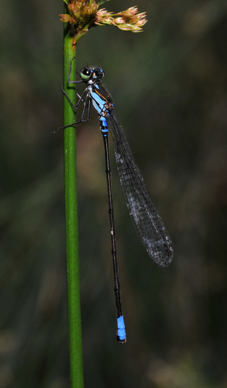 Coenagriocnemis reuniense