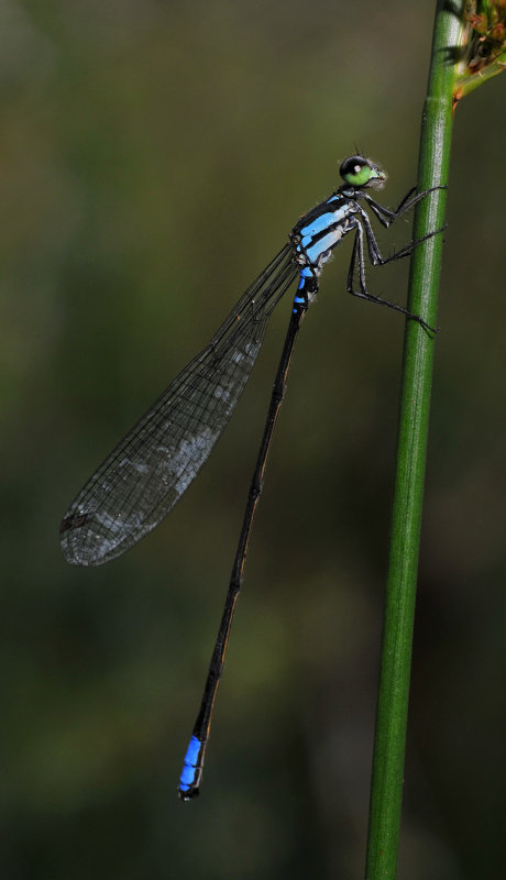Coenagriocnemis reuniense