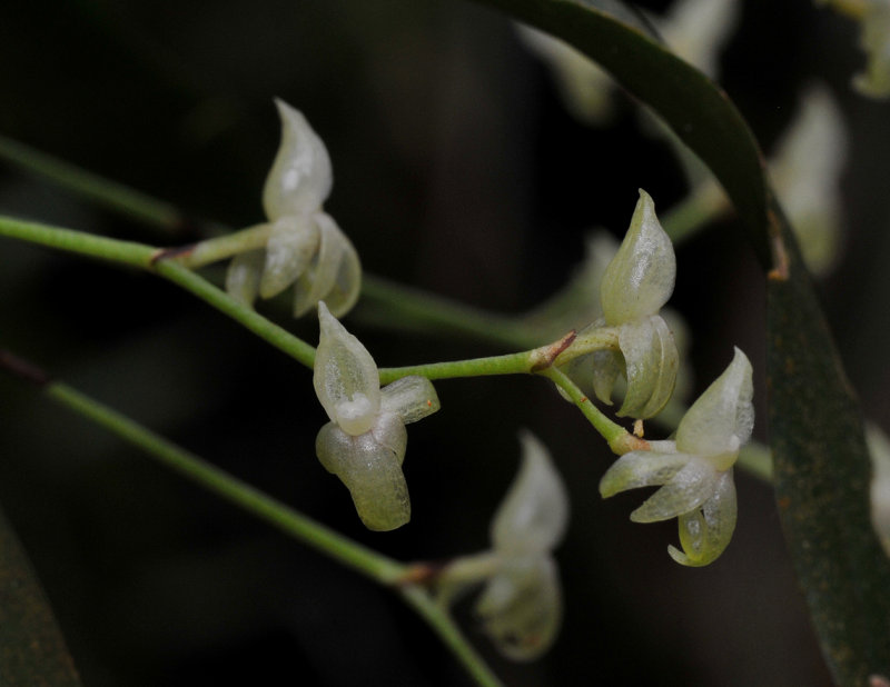 Angraecum cordemoyi. Closer.