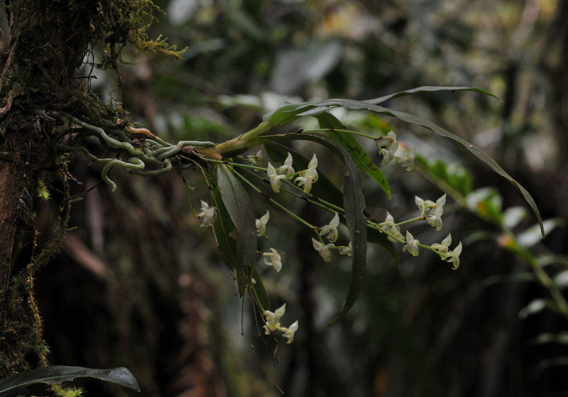 Angraecum cordemoyi