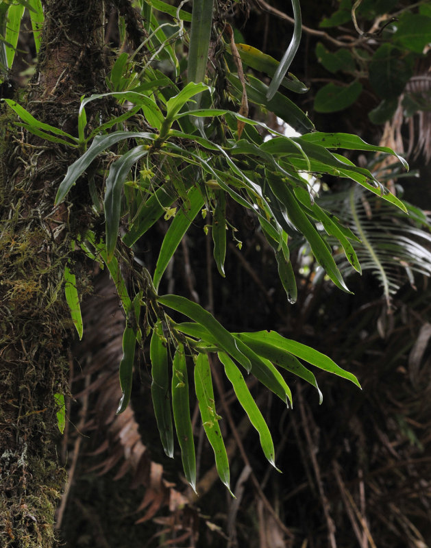 Angraecum sp. Foret de Bebour.