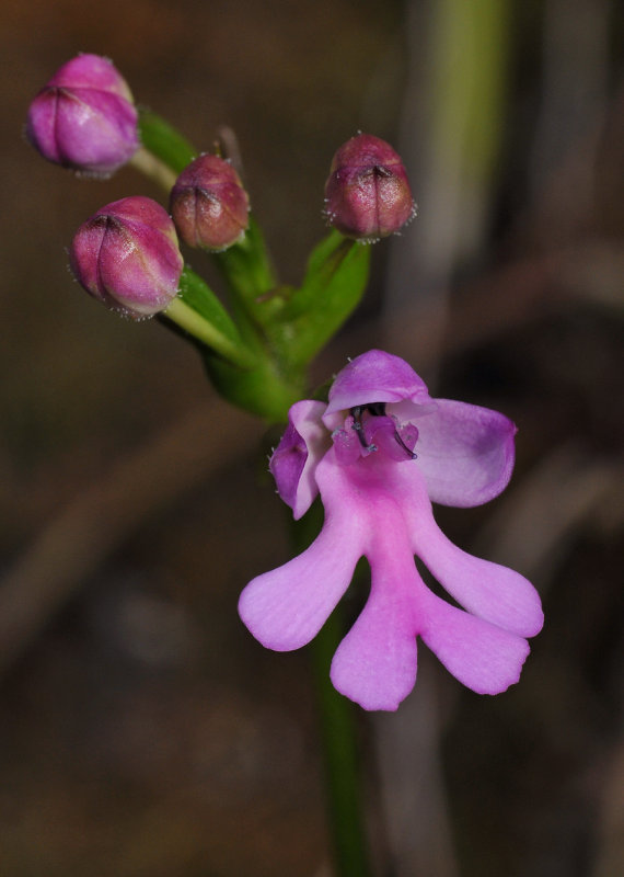 Cynorkis purpurascens. Close-up.