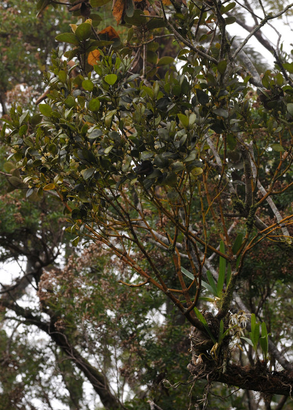 Viscum triflorum with Jumellea triquetra.