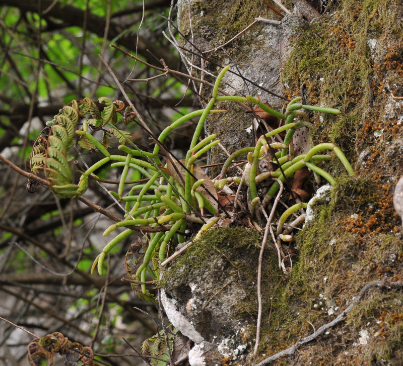 Rhipsalis baccifera