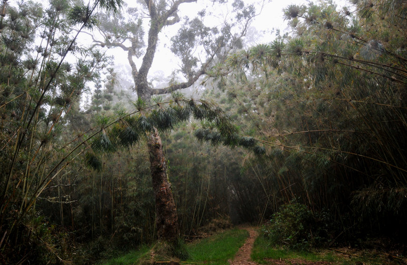 Nastus borbonicus forest.