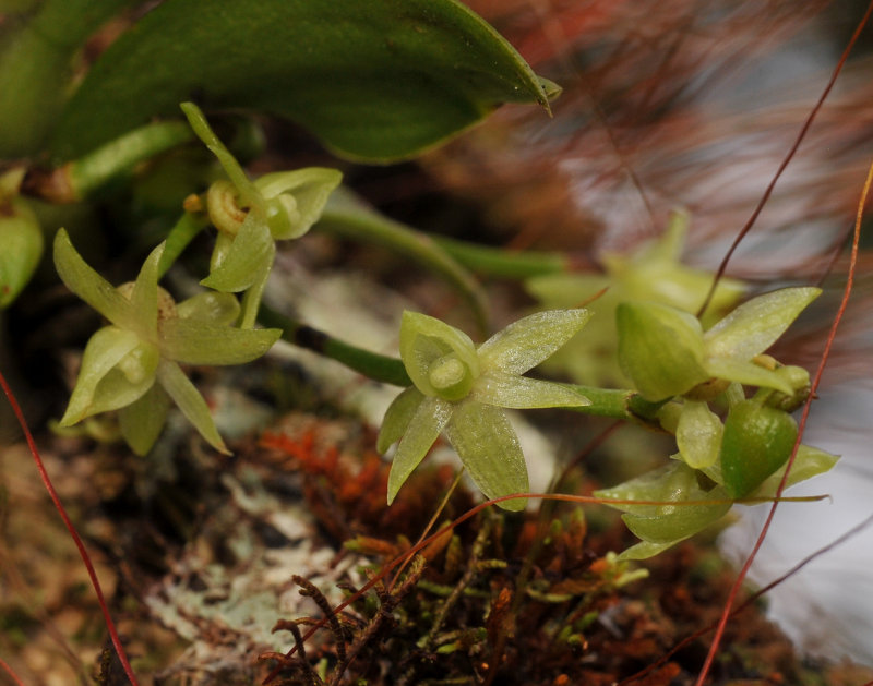 Angraecum cordemoyi. Close-up.