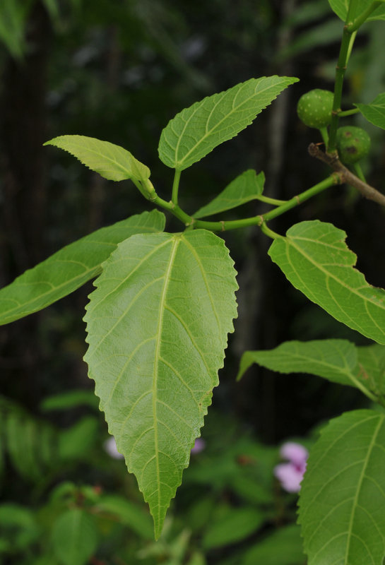 Ficus lateriflora