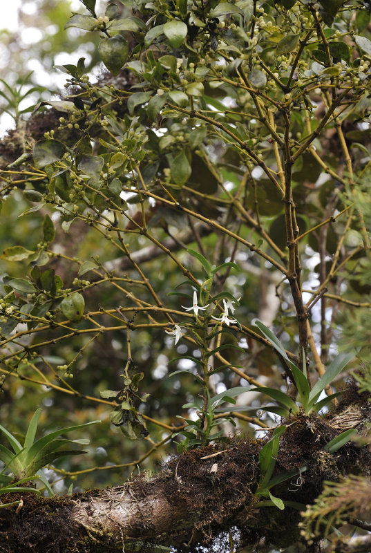 Jumellea rossii