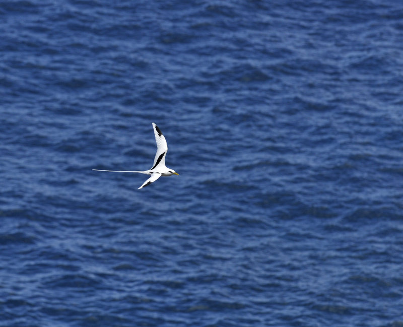 Phaethon lepturus