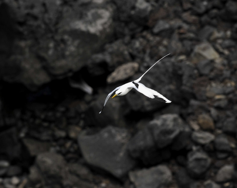 Phaethon lepturus