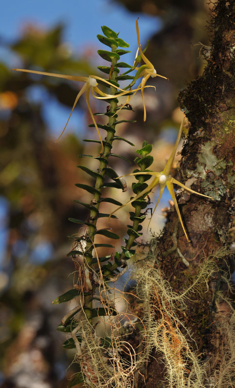 Angraecum appendiculatum