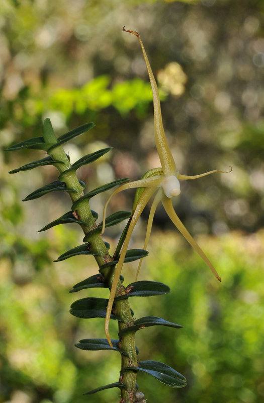 Angraecum appendiculatum. Closer.